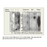 Anti-AGE Antibody from FabGennix (AGE-101AP) - Antibodies.com