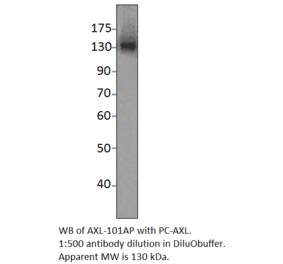 Anti-Axl Antibody from FabGennix (AXL-101AP) - Antibodies.com