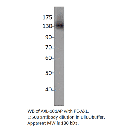 Anti-Axl Antibody from FabGennix (AXL-101AP) - Antibodies.com