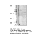 Anti-BTK Antibody from FabGennix (BTK-101AP) - Antibodies.com