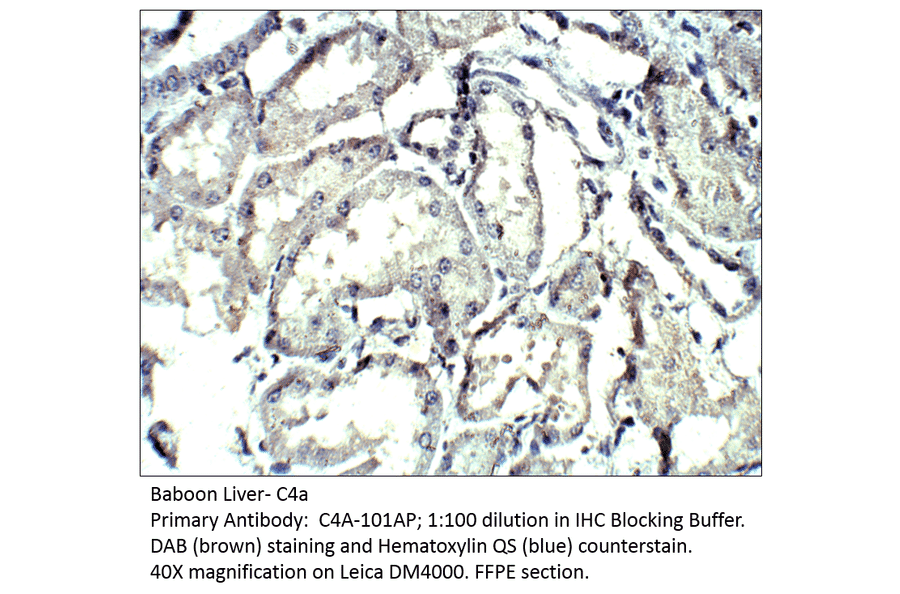 Anti-C4a Antibody from FabGennix (C4A-101AP) - Antibodies.com
