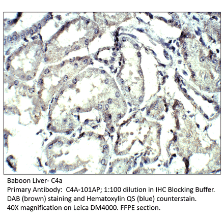 Anti-C4a Antibody from FabGennix (C4A-101AP) - Antibodies.com