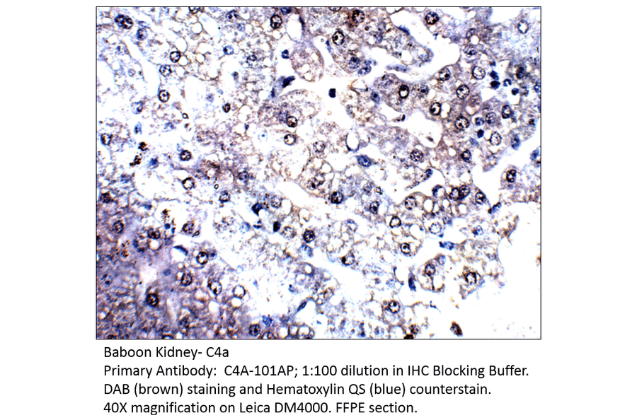 Anti-C4a Antibody from FabGennix (C4A-101AP) - Antibodies.com