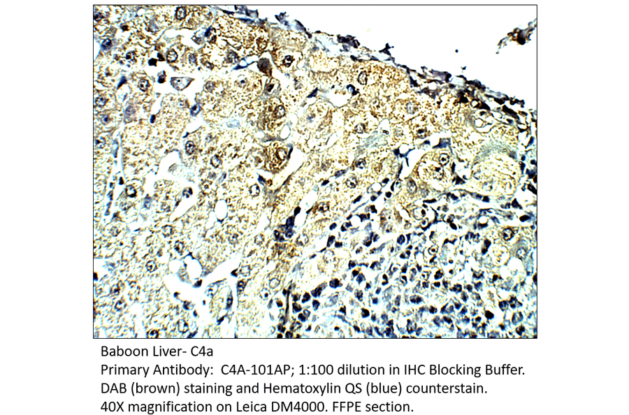 Anti-C4a Antibody from FabGennix (C4A-101AP) - Antibodies.com