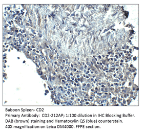Anti-CD2 Antibody from FabGennix (CD2-212AP) - Antibodies.com