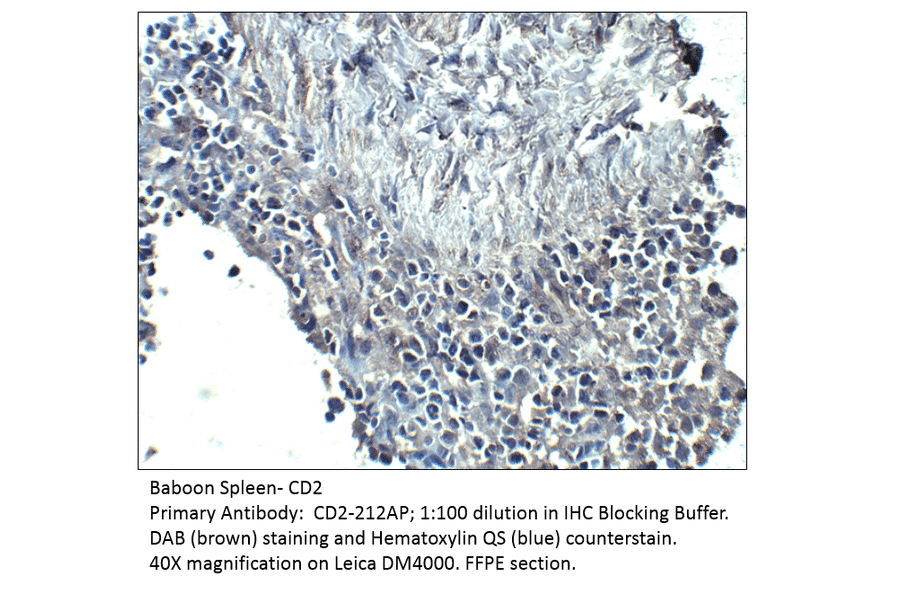 Anti-CD2 Antibody from FabGennix (CD2-212AP) - Antibodies.com
