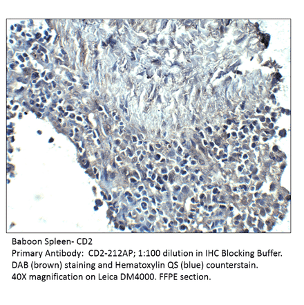 Anti-CD2 Antibody from FabGennix (CD2-212AP) - Antibodies.com