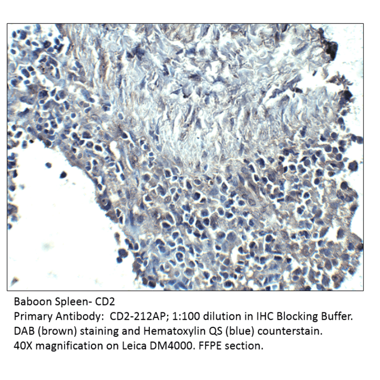 Anti-CD2 Antibody from FabGennix (CD2-212AP) - Antibodies.com