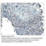 Anti-CD2 Antibody from FabGennix (CD2-212AP) - Antibodies.com