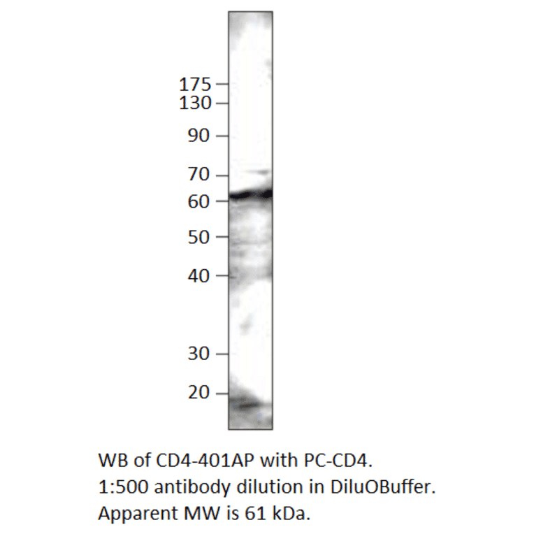 Anti-CD4 Antibody from FabGennix (CD4-101AP) - Antibodies.com