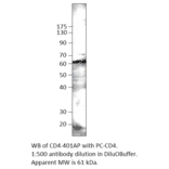 Anti-CD4 Antibody from FabGennix (CD4-101AP) - Antibodies.com