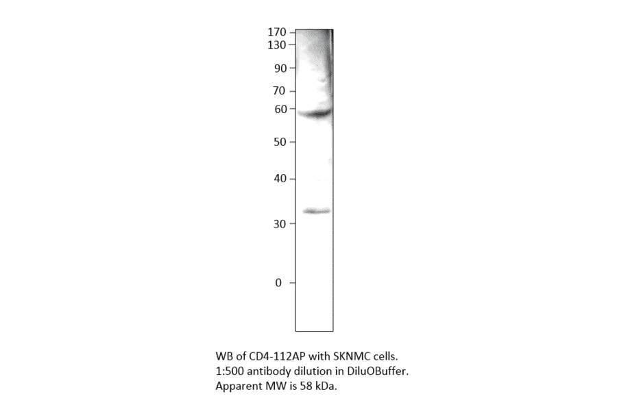 Anti-CD4 Antibody from FabGennix (CD4-112AP) - Antibodies.com