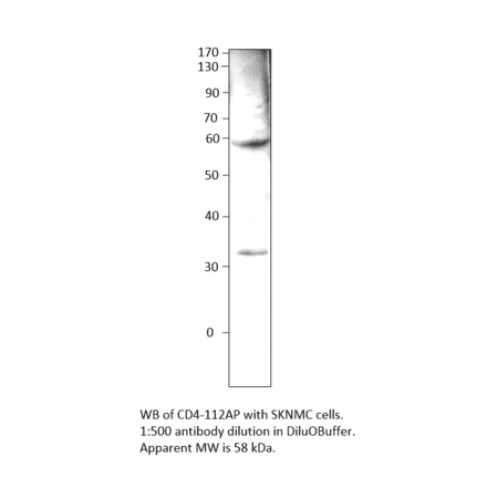 Anti-CD4 Antibody from FabGennix (CD4-112AP) - Antibodies.com