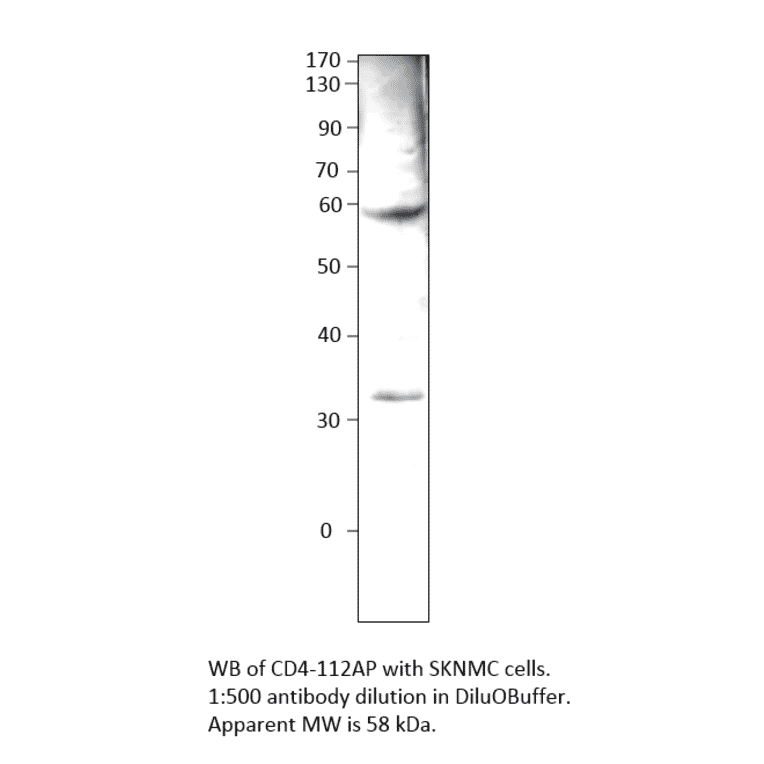 Anti-CD4 Antibody from FabGennix (CD4-112AP) - Antibodies.com