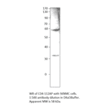 Anti-CD4 Antibody from FabGennix (CD4-112AP) - Antibodies.com