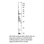 Anti-DEK Antibody from FabGennix (DEK-101AP) - Antibodies.com