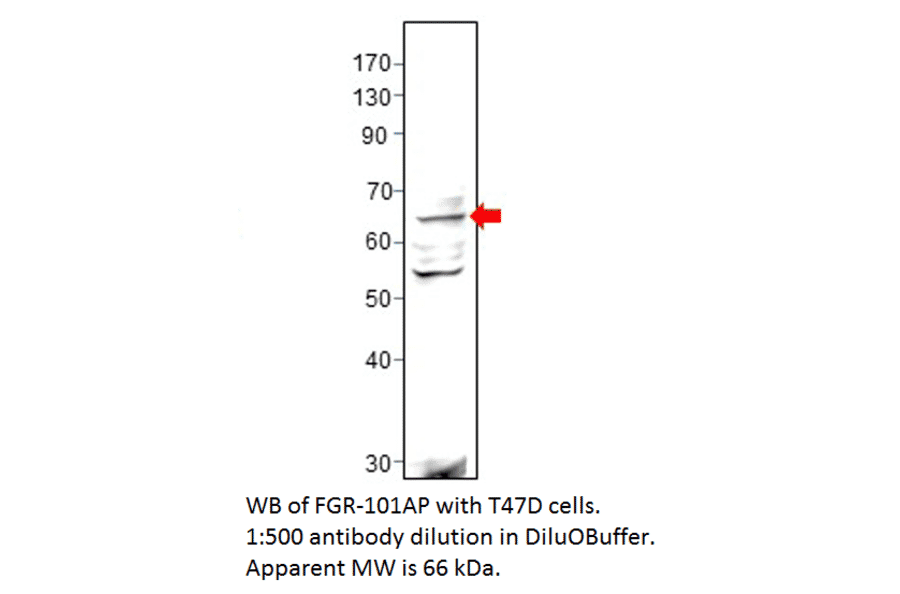 Anti-FGR Antibody from FabGennix (FGR-101AP) - Antibodies.com