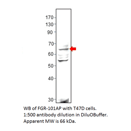 Anti-FGR Antibody from FabGennix (FGR-101AP) - Antibodies.com