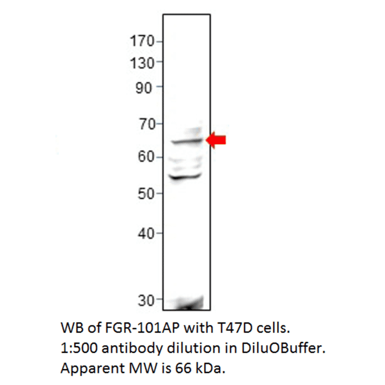 Anti-FGR Antibody from FabGennix (FGR-101AP) - Antibodies.com