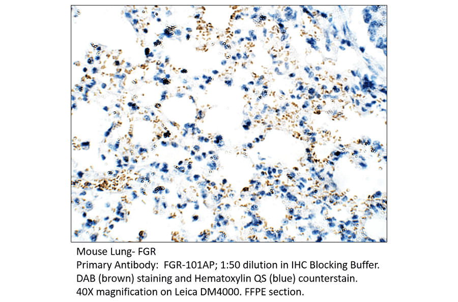 Anti-FGR Antibody from FabGennix (FGR-101AP) - Antibodies.com