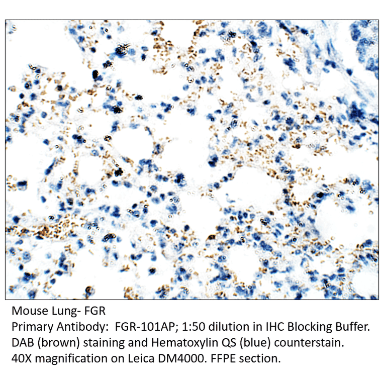Anti-FGR Antibody from FabGennix (FGR-101AP) - Antibodies.com