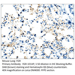 Anti-FGR Antibody from FabGennix (FGR-101AP) - Antibodies.com