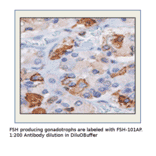 Anti-FSH Antibody from FabGennix (FSH-101AP) - Antibodies.com