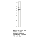 Anti-FYN Antibody from FabGennix (FYN-101AP) - Antibodies.com