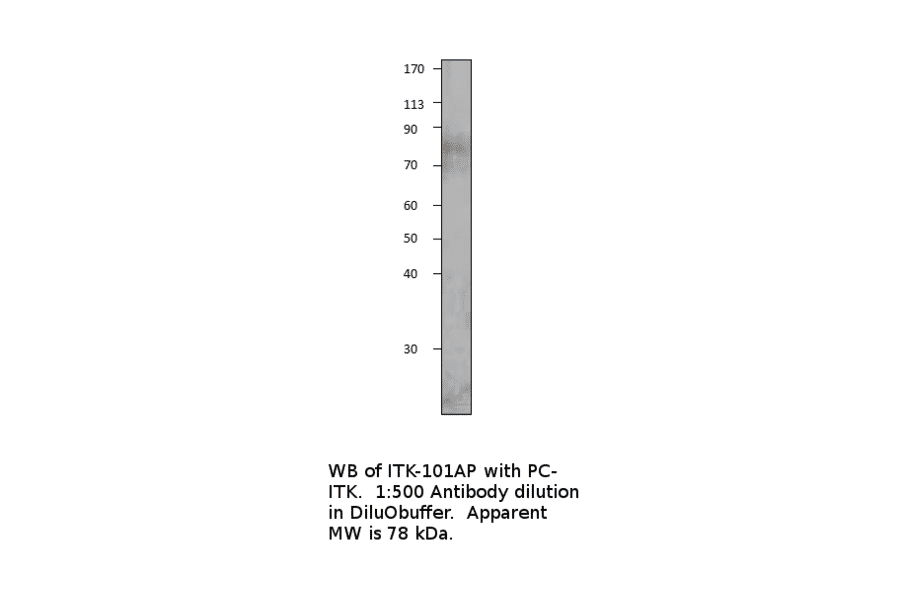 Anti-ITK Antibody from FabGennix (ITK-101AP) - Antibodies.com