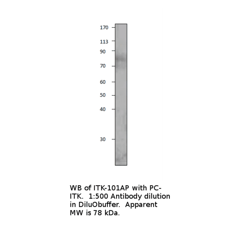 Anti-ITK Antibody from FabGennix (ITK-101AP) - Antibodies.com