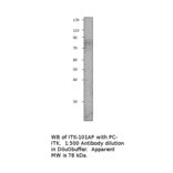 Anti-ITK Antibody from FabGennix (ITK-101AP) - Antibodies.com