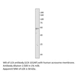 Anti-Lck Antibody from FabGennix (LCK-101AP) - Antibodies.com