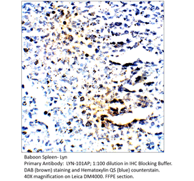 Anti-Lyn Antibody from FabGennix (LYN-101AP) - Antibodies.com