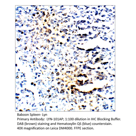 Anti-Lyn Antibody from FabGennix (LYN-101AP) - Antibodies.com