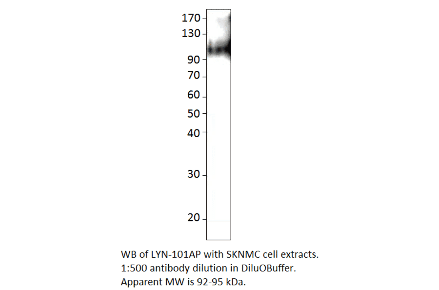 Anti-Lyn Antibody from FabGennix (LYN-101AP) - Antibodies.com