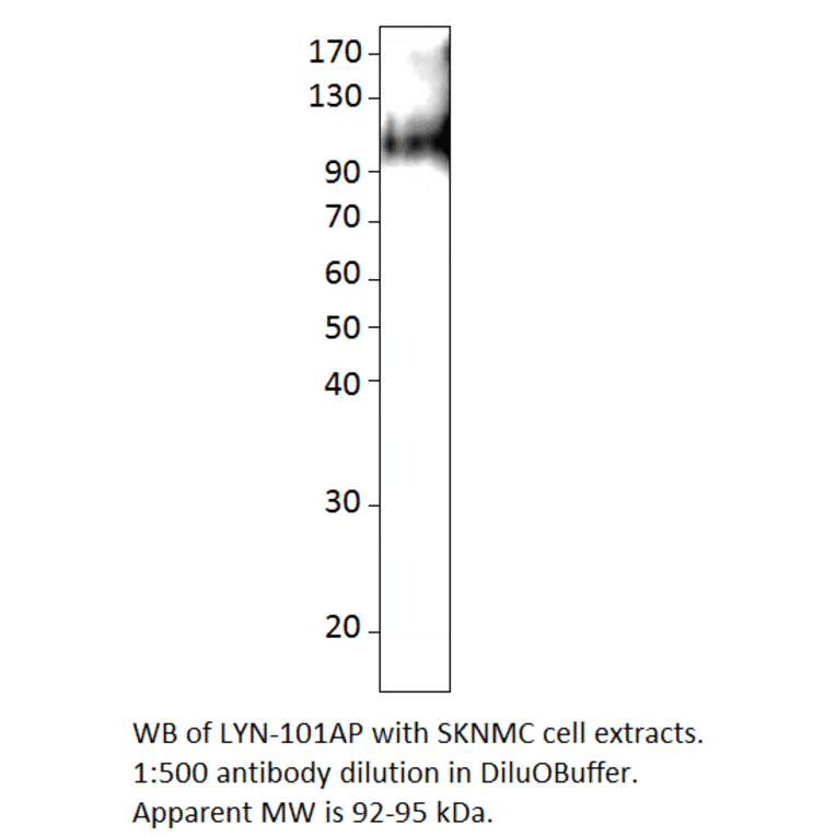 Anti-Lyn Antibody from FabGennix (LYN-101AP) - Antibodies.com