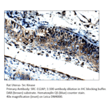 Anti-Src Antibody from FabGennix (Src-112AP) - Antibodies.com