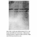 Anti-Src Antibody from FabGennix (Src-112AP) - Antibodies.com