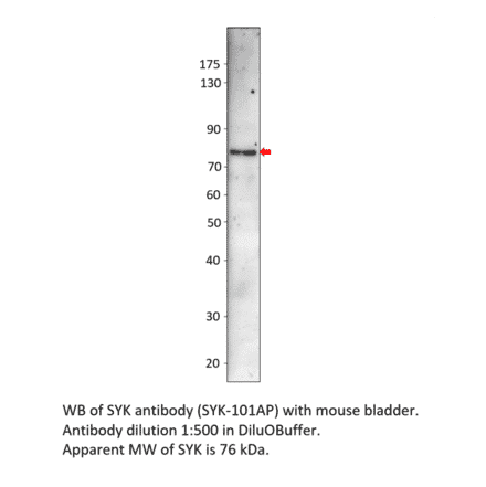 Anti-Syk Antibody from FabGennix (SYK-101AP) - Antibodies.com