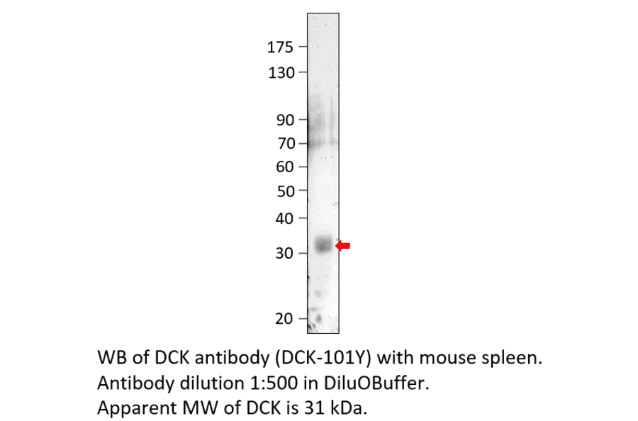 Anti-DCK Antibody from FabGennix (DCK-101Y) - Antibodies.com