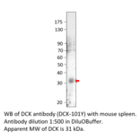 Anti-DCK Antibody from FabGennix (DCK-101Y) - Antibodies.com