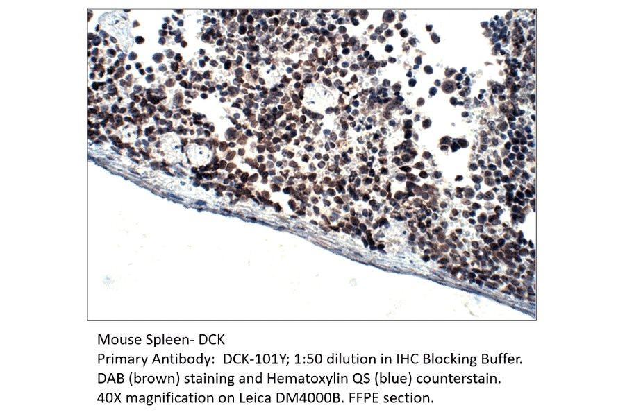 Anti-DCK Antibody from FabGennix (DCK-101Y) - Antibodies.com