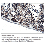 Anti-DCK Antibody from FabGennix (DCK-101Y) - Antibodies.com