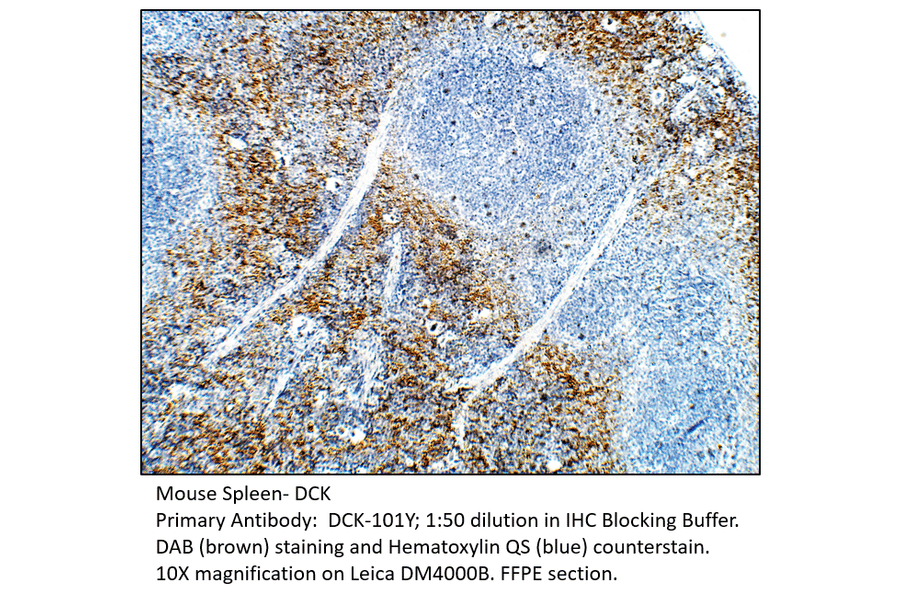 Anti-DCK Antibody from FabGennix (DCK-101Y) - Antibodies.com