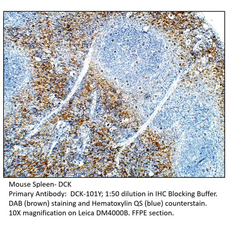 Anti-DCK Antibody from FabGennix (DCK-101Y) - Antibodies.com