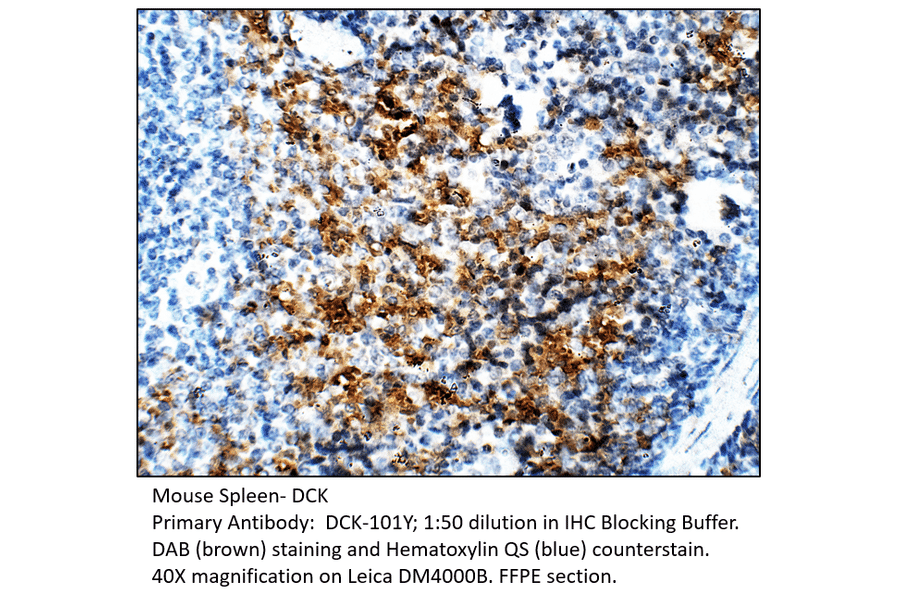 Anti-DCK Antibody from FabGennix (DCK-101Y) - Antibodies.com