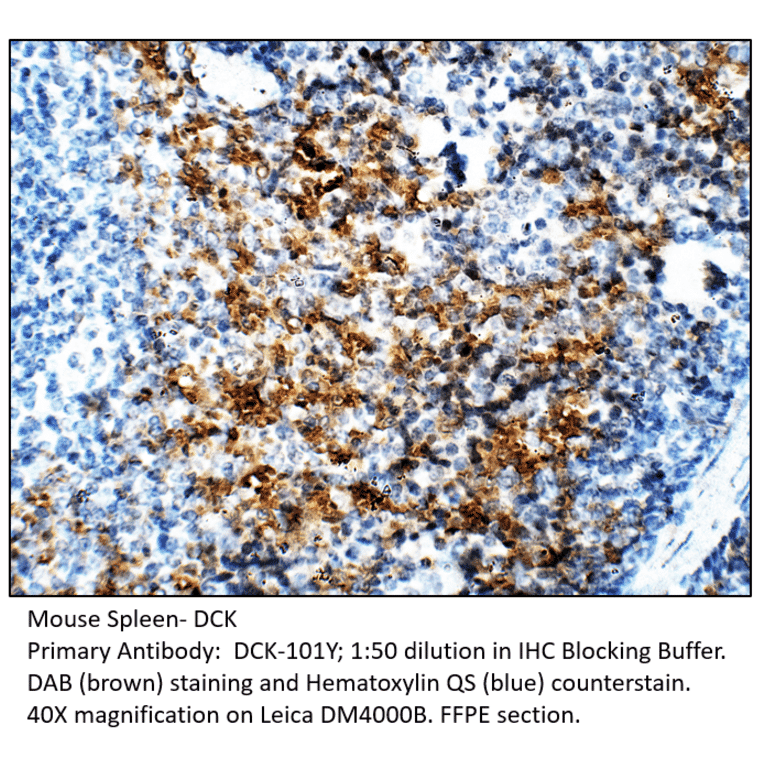 Anti-DCK Antibody from FabGennix (DCK-101Y) - Antibodies.com