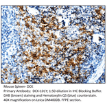 Anti-DCK Antibody from FabGennix (DCK-101Y) - Antibodies.com