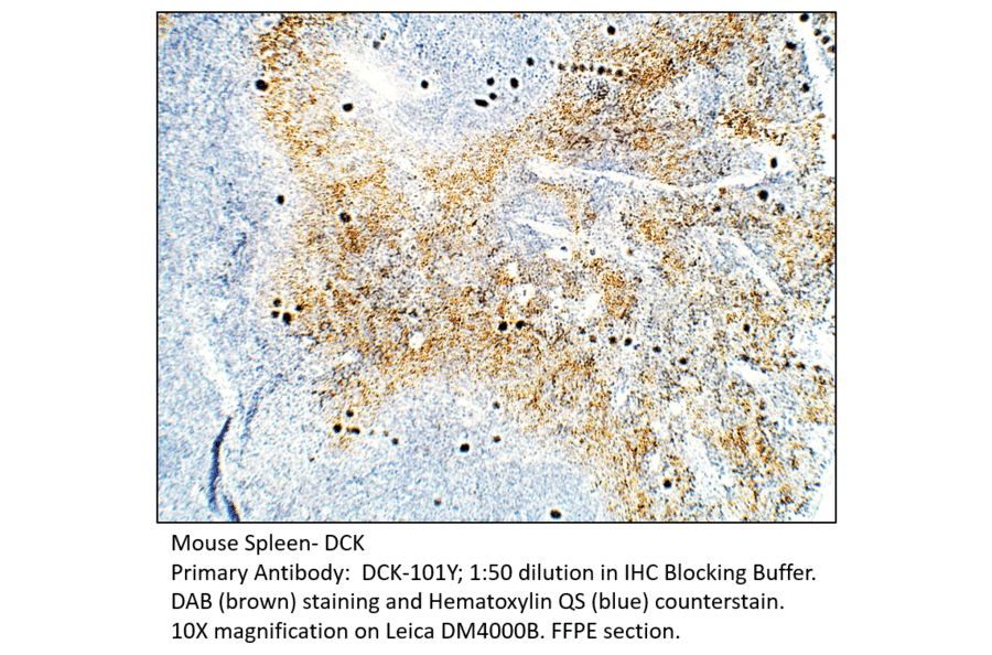 Anti-DCK Antibody from FabGennix (DCK-101Y) - Antibodies.com