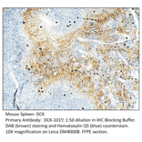 Anti-DCK Antibody from FabGennix (DCK-101Y) - Antibodies.com